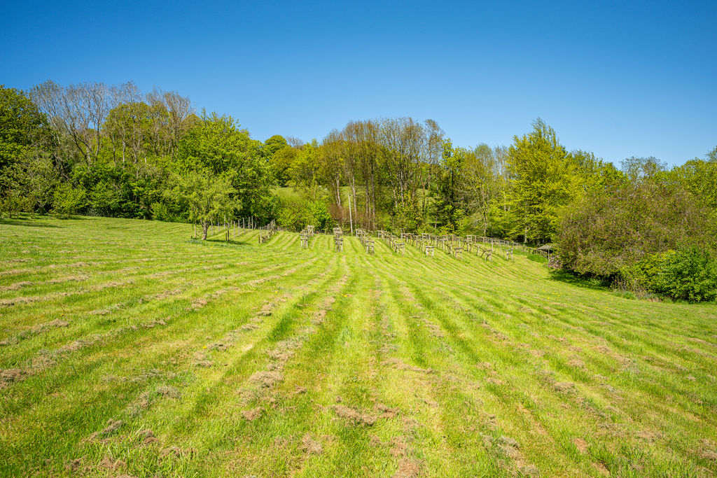 Grounds and vineyard- click for photo gallery
